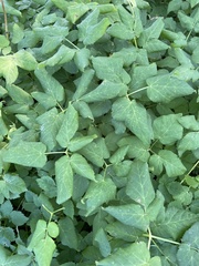 Aegopodium podagraria