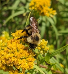 Bombus citrinus