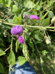 Desmodium canescens