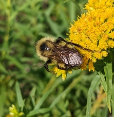 Bombus citrinus
