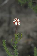 Jamesbrittenia albomarginata