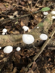 Tetrapyrgos nigripes