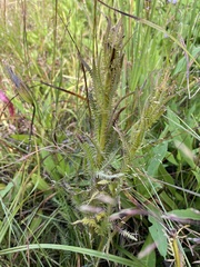 Pedicularis