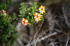 Jamesbrittenia albomarginata