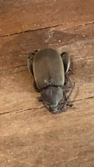 Bruchinae