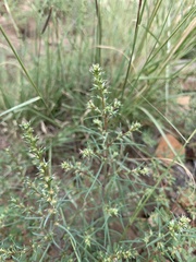 Salsola tragus