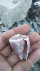 Conus purpurascens