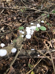 Tetrapyrgos nigripes