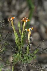 Jamesbrittenia albomarginata