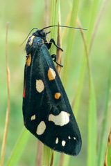 Callimorpha dominula