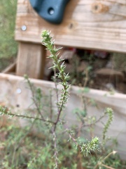 Salsola tragus