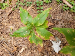 Lysimachia borealis