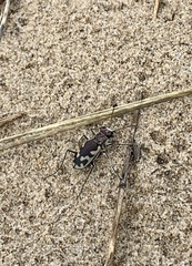 Cicindela formosa