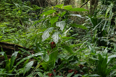 Achyrospermum carvalhoi var. carvalhoi image