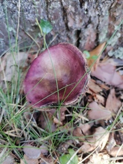 Russula cyanoxantha