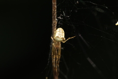 Tetragnathidae