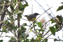 Coereba flaveola