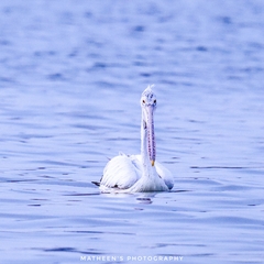 Pelecanus philippensis