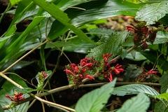 Achyrospermum carvalhoi var. carvalhoi image