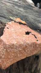 Tubifera ferruginosa