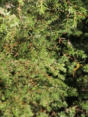 Juniperus communis