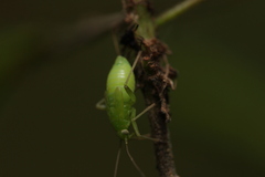 Hemiptera