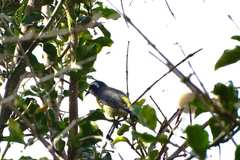 Coereba flaveola