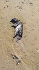 Spheniscus magellanicus