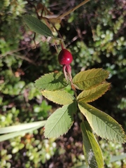 Rosa pendulina