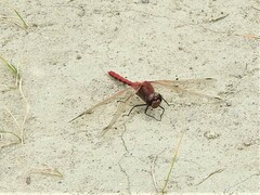Sympetrum internum