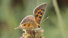 Lycaena bleusei
