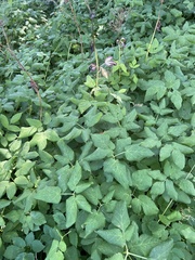 Aegopodium podagraria