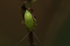 Hemiptera