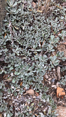 Antennaria parvifolia