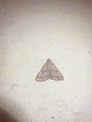 Bleptina caradrinalis