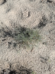 Artemisia campestris