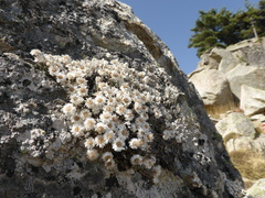 Castroviejoa frigida
