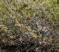 Erica eriocephala