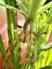Neoscona arabesca