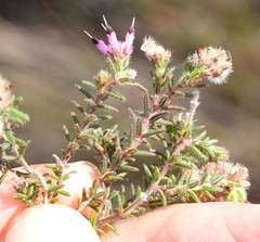 Erica eriocephala
