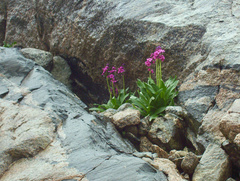Primula parryi