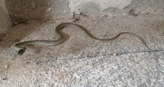 Hierophis viridiflavus