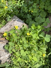 Oxalis stricta