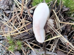 Suillus placidus
