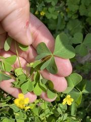 Oxalis stricta