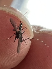 Aedes albopictus