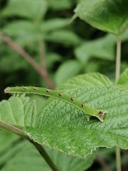 Mesoleuca albicillata