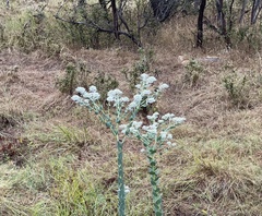 Euphorbia marginata