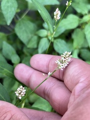 Persicaria maculosa