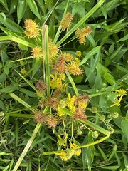 Cyperus erythrorhizos